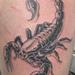 tattoo galleries/ - Scorpion - 53401